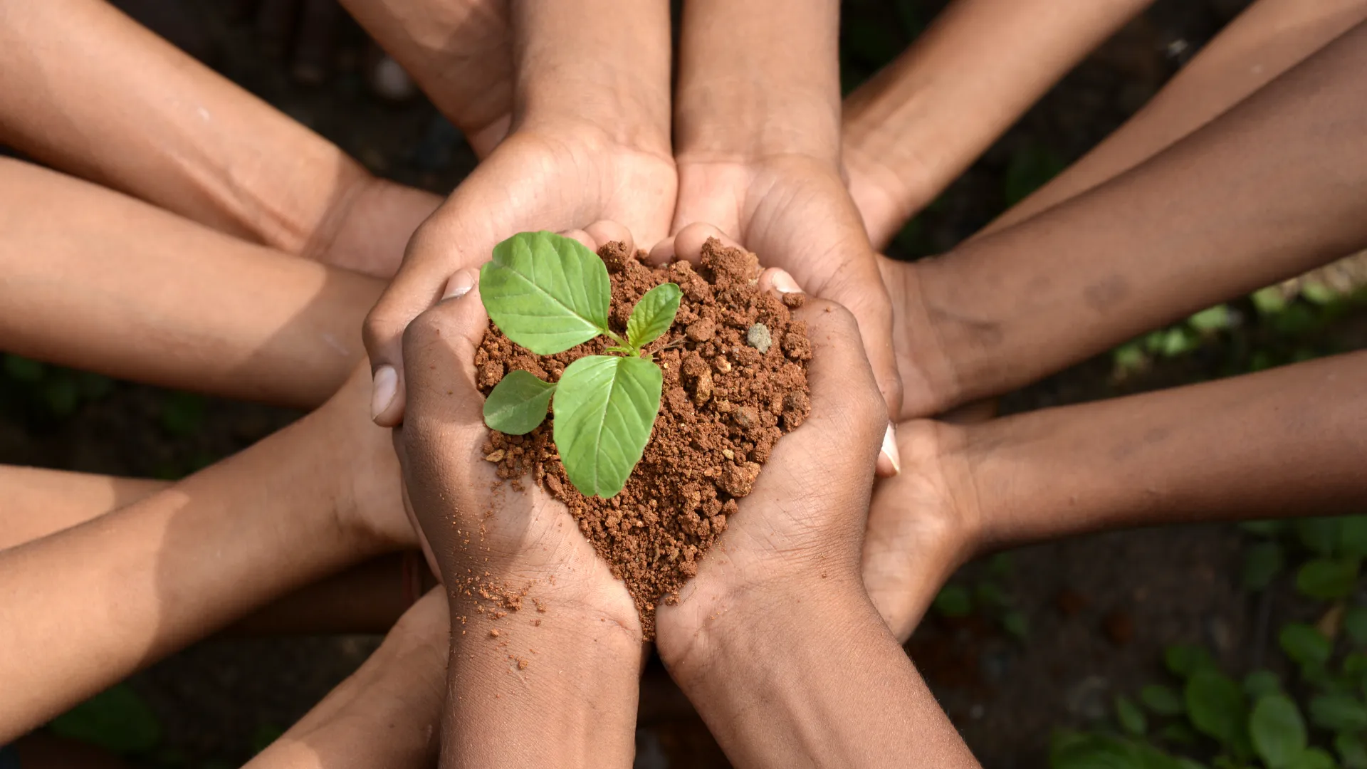 Hands outstretched together holding soil with a plant shooting out
